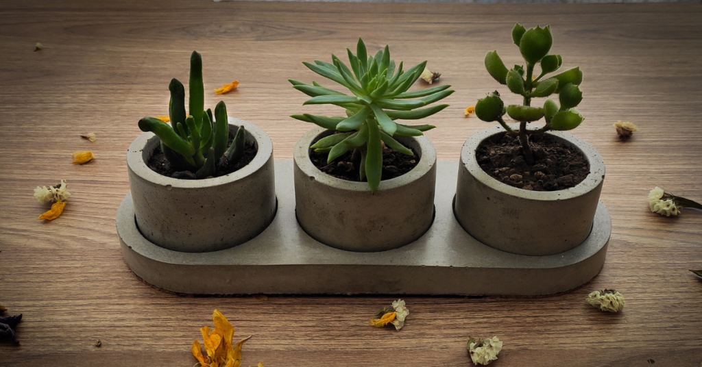 planta como presente para casa nova